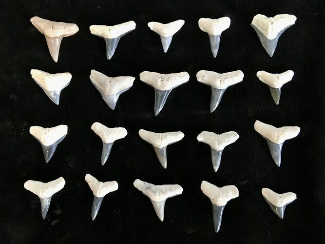 Clearance Lot: Bone Valley Fossil Shark Teeth - Pieces #215273